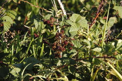 Rubus affinis