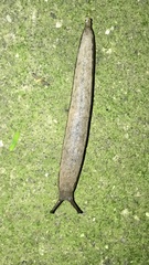 Meghimatium bilineatum