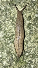 Meghimatium bilineatum