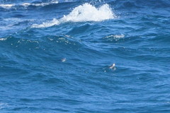 Brachyramphus marmoratus