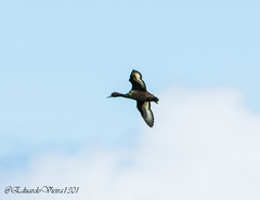 Netta erythrophthalma