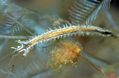 Lomanotus vermiformis