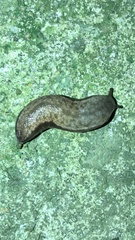 Meghimatium bilineatum