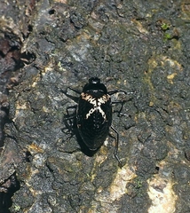 Cypherotylus triangularis