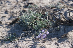 Lupinus tidestromii