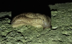 Meghimatium bilineatum