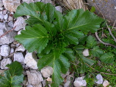 Pastinaca lucida