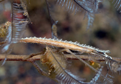 Lomanotus vermiformis