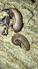 Meghimatium bilineatum