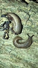 Meghimatium bilineatum