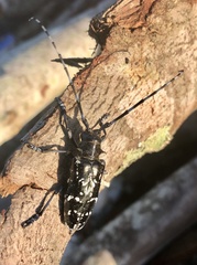 Anoplophora glabripennis