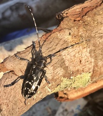Anoplophora glabripennis