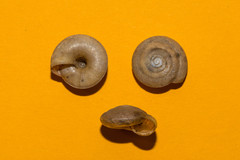 Aegopis gemonensis