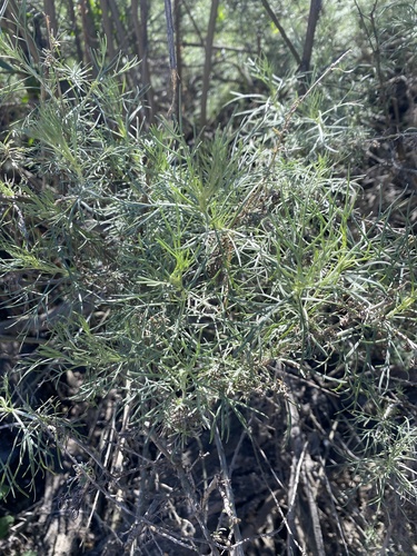iNaturalist observation photo of California sagebrush