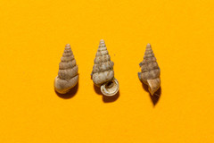 Cochlostoma septemspirale
