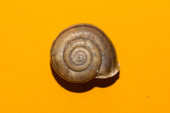 Campylaea illyrica