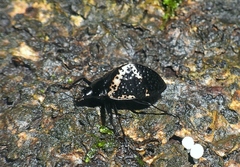 Cypherotylus triangularis