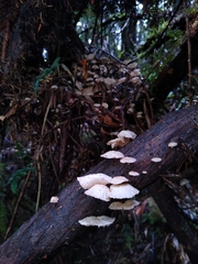 Marasmiellus alliiodorus