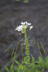 Cleome spinosa