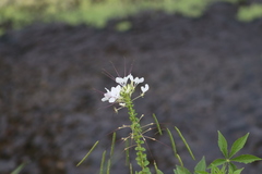Cleome spinosa