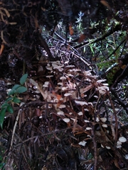 Marasmiellus alliiodorus