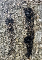 Anoplophora glabripennis