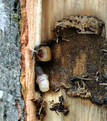Anoplophora glabripennis