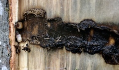 Anoplophora glabripennis
