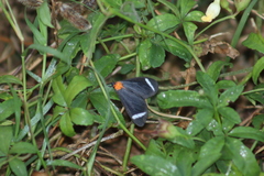 Hyalurga chthonophyle