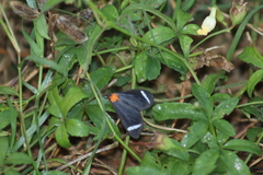 Hyalurga chthonophyle