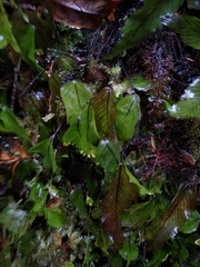 Hymenophyllum cruentum image