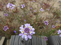 Iberis ciliata