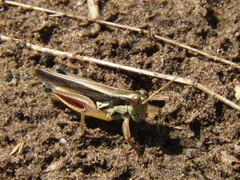 Dichroplus elongatus
