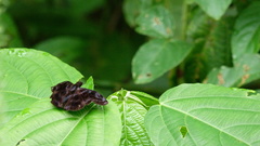Ebrietas anacreon