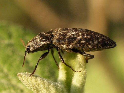 Kanapėtasis spragšis nuotrauka