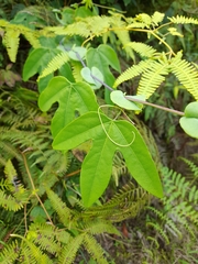 Passiflora smithii