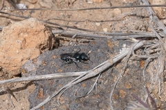 Osmia submicans