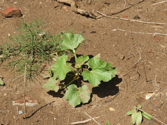 Cucurbita andreana