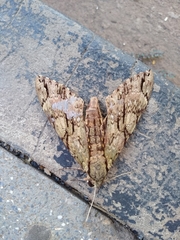 Cocytius lucifer