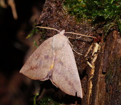 Mnesampela heliochrysa
