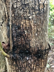 Anoplophora glabripennis