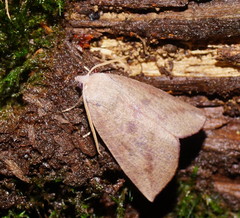 Mnesampela heliochrysa