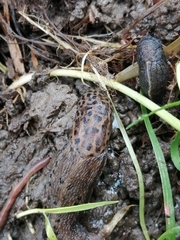 Limax maximus