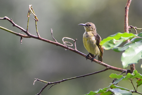 Tiny Sunbird (Cinnyris minullus), photo 6