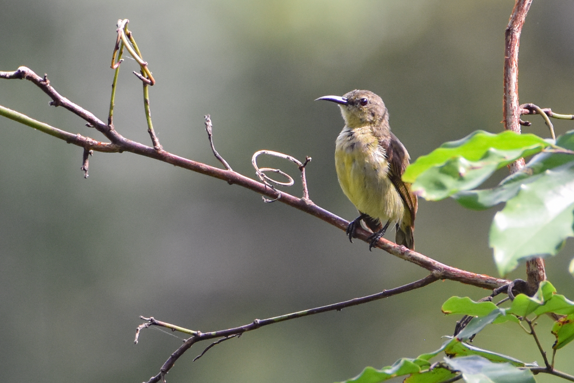 Tiny Sunbird (Cinnyris minullus), photo 2