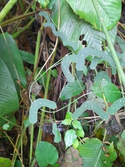 Passiflora bucaramangensis
