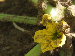 Cucurbita andreana