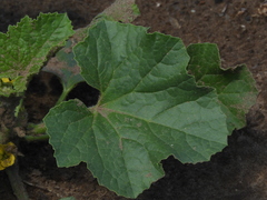 Cucurbita andreana