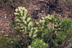 Asparagus crassicladus