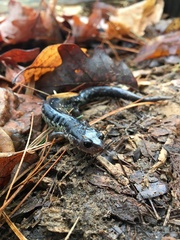 Plethodon chattahoochee